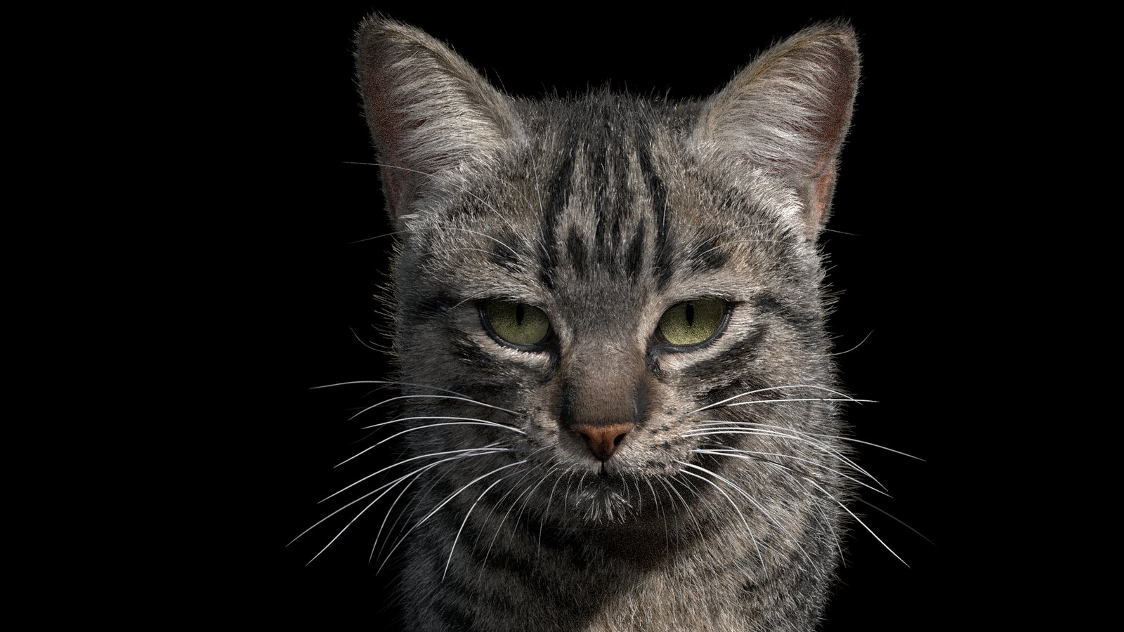 动物渲染:虎斑猫毛发